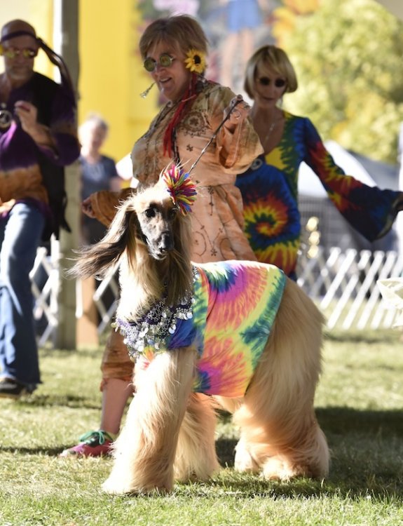 Image of WoofStock Cluster Dog Show 2022