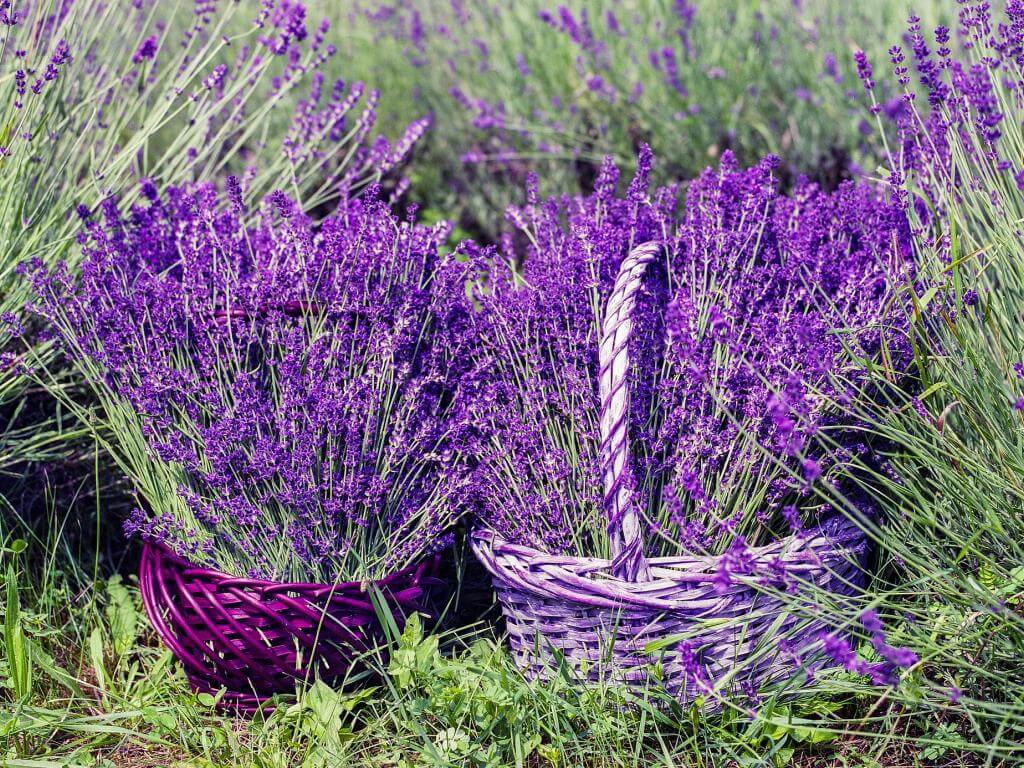 Il Fiorello celebrates lavender June 22 and 23