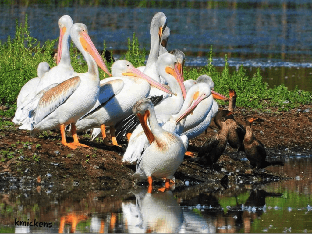 Birding in Fairfield and the Suisun Marsh